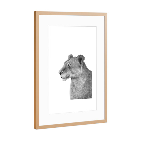 Poster mit Rahmen Kupfer "The Lioness" artboxONE - Natur,Tiere,Schwarzweiß - Cat,Lioness,Black and white,Lion,Illustration