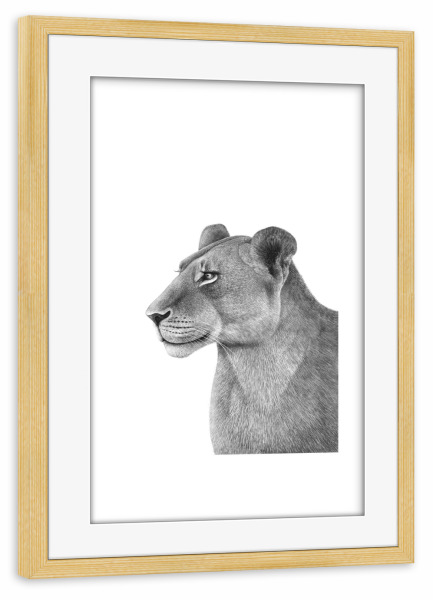 Poster mit Rahmen kiefer "The Lioness" artboxONE - Natur,Tiere,Schwarzweiß - Cat,Lioness,Black and white,Lion,Illustration