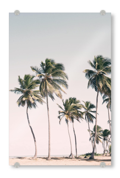 Acrylglasbild "Tropical Dreams" artboxONE - Reise / Strand und Meer - Palm trees,Island,Photography,Travel,Palm leaves,Tropical