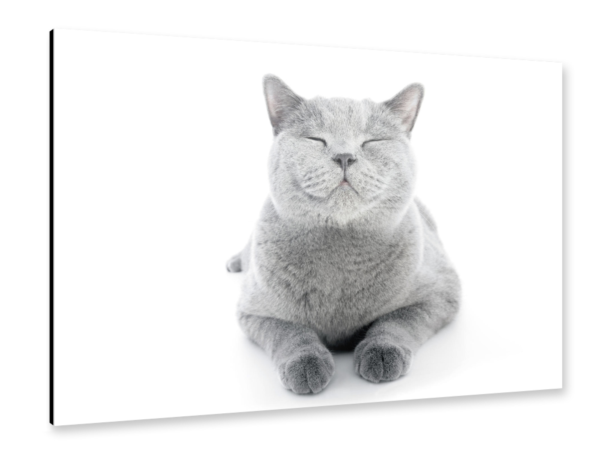 Alu-Dibond "Shorthair cat isolated on white" 75x50 cm artboxONE