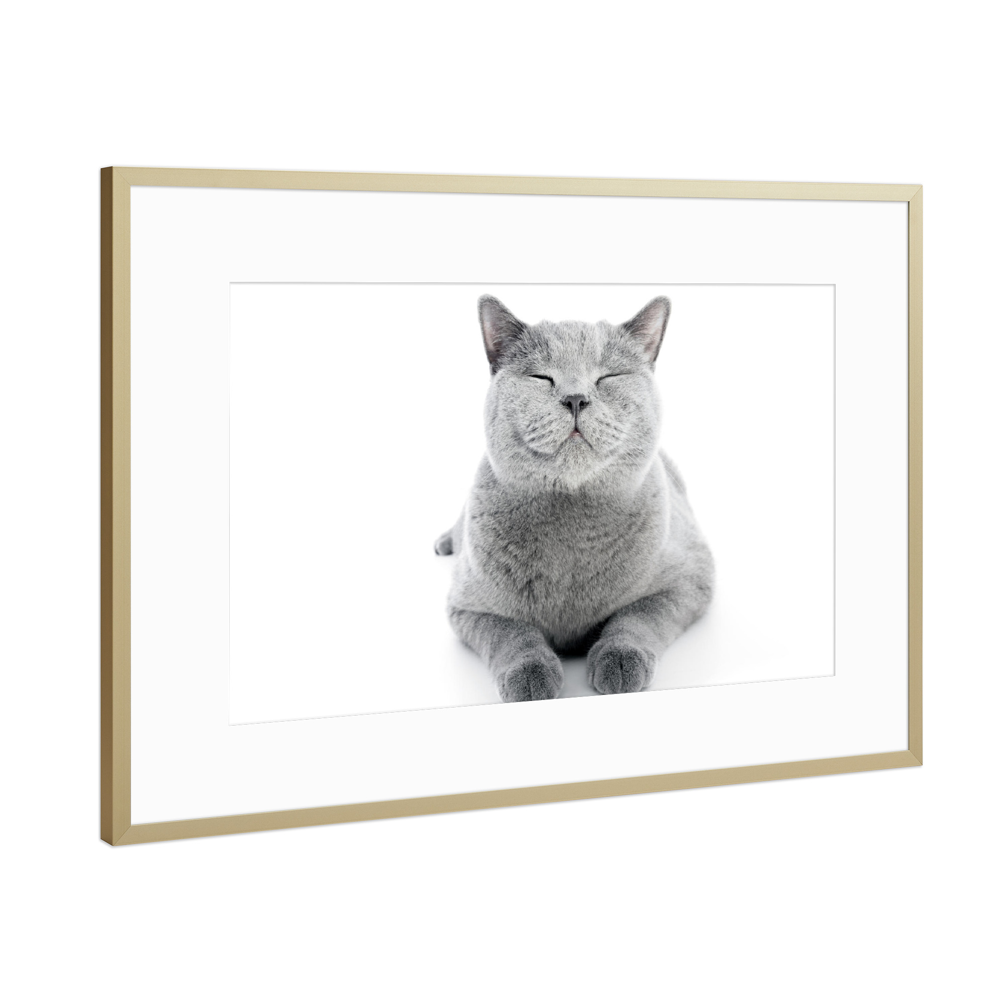 Poster mit Rahmen Gold "Shorthair cat isolated on white" artboxONE - Tiere