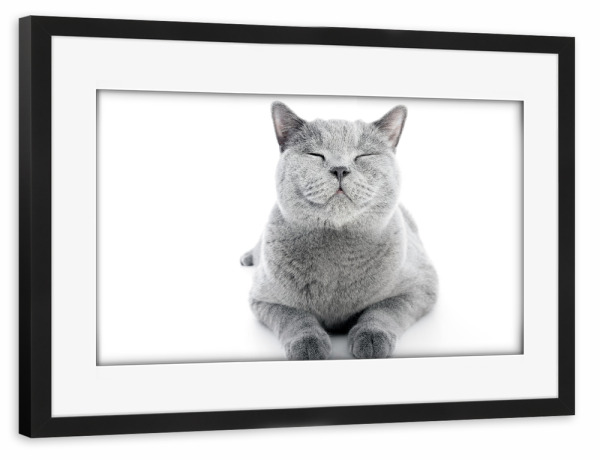 Poster mit Rahmen schwarz "Shorthair cat isolated on white" artboxONE - Tiere