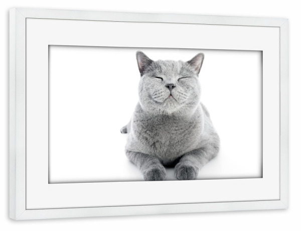 Poster mit Rahmen weiß "Shorthair cat isolated on white" artboxONE - Tiere