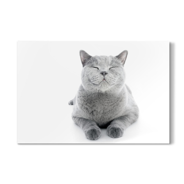 Galerie-Print "Shorthair cat isolated on white" 30x20 cm artboxONE