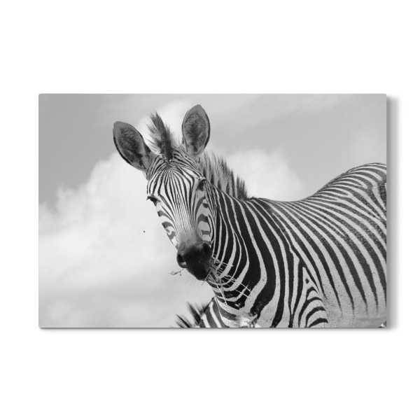 Galerie-Print "Lustiges Zebra Portrait sw" 30x20 cm artboxONE