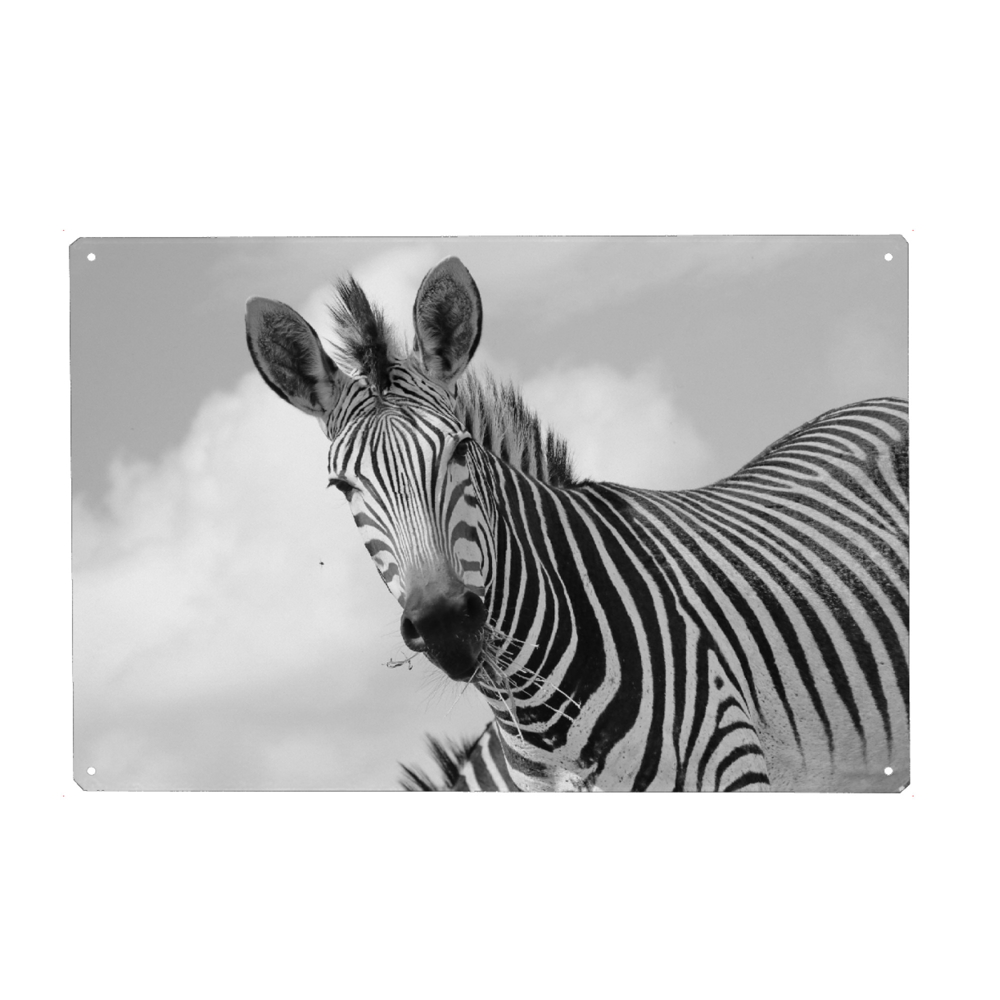 Metall Poster "Lustiges Zebra Portrait sw" artboxONE - Tiere,Schwarzweiß,Reise / Afrika - Zebra,Portrait,Tier,Afrika - Blechschild