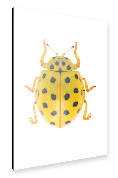 Alu-Dibond "Psyllobora vigintiduopunctata" 30x20 cm artboxONE