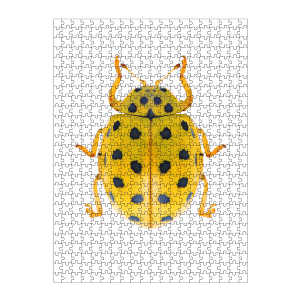 artboxONE Puzzle "Psyllobora vigintiduopunctata" artboxONE - Tiere