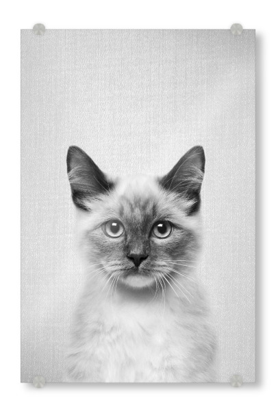 Acrylglasbild "Cat - Black & White" artboxONE - Tiere,Schwarzweiß - Animal,Animals,Cat,Cats,Kitten,Pet,Pets