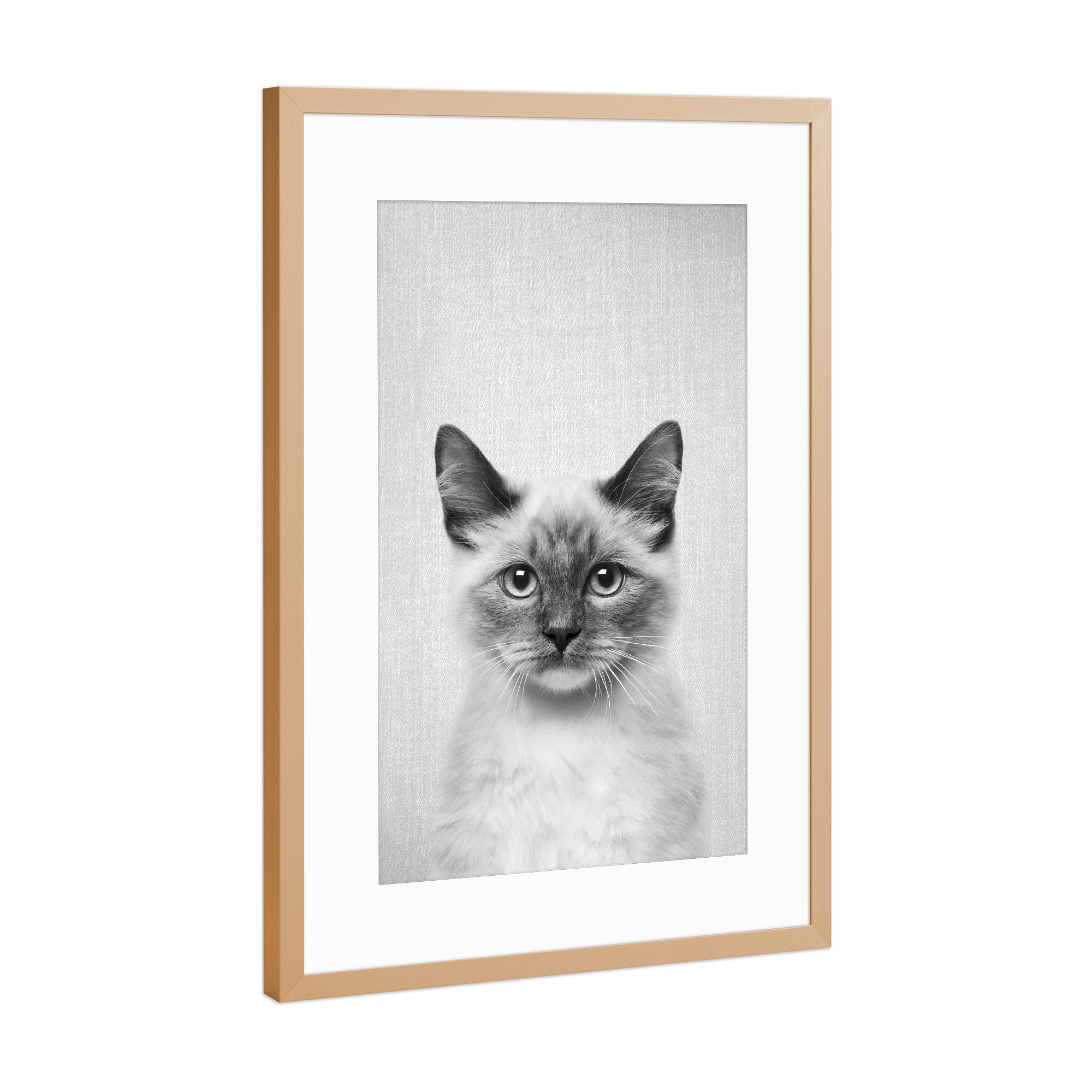 Poster mit Rahmen Kupfer "Cat - Black & White" artboxONE - Tiere,Schwarzweiß - Animal,Animals,Cat,Cats,Kitten,Pet,Pets