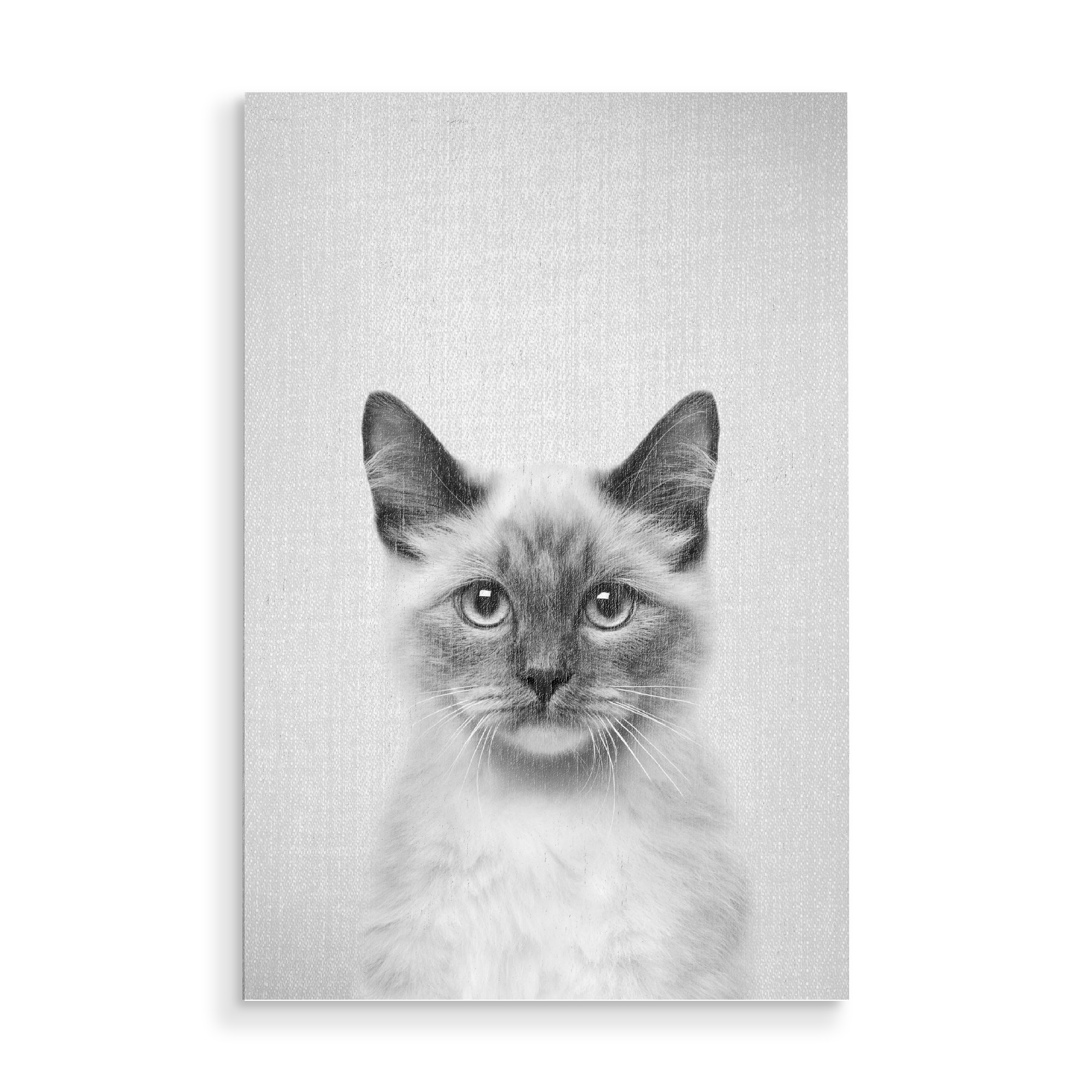 Holzbild "Cat - Black & White" artboxONE - Tiere,Schwarzweiß - Animal,Animals,Cat,Cats,Kitten,Pet,Pets