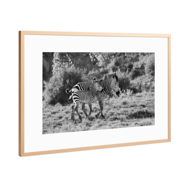 Poster mit Rahmen Kupfer "Zebra Mutter mit Kind" artboxONE - Tiere,Schwarzweiß,Reise / Afrika - Zebra