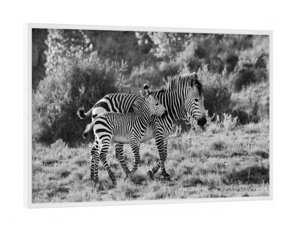 Poster mit weißem Rahmen "Zebra Mutter mit Kind" artboxONE - Tiere,Schwarzweiß,Reise / Afrika - Zebra