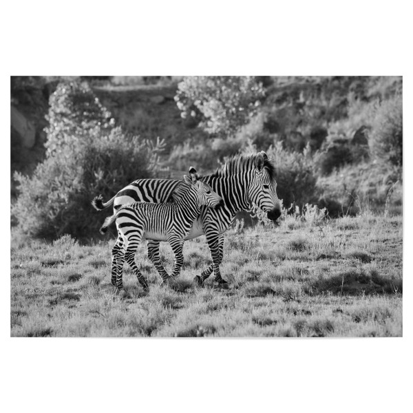 Poster "Zebra Mutter mit Kind" artboxONE - Tiere,Schwarzweiß,Reise / Afrika - Zebra