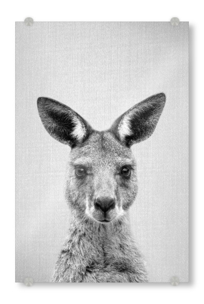 Acrylglasbild "Kangaroo - Black & White" artboxONE - Tiere,Schwarzweiß