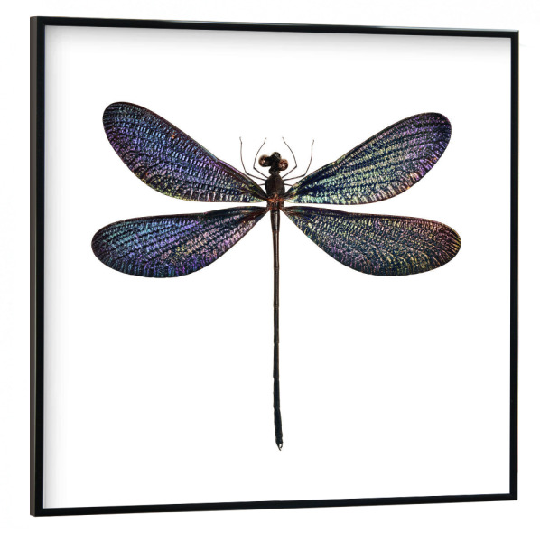 Poster mit schwarzem Rahmen 30x30 cm "Libelle Vestalis luctuosa" artboxONE - Natur,Tiere