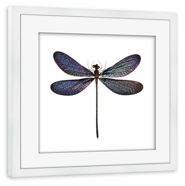 Poster mit Rahmen weiß "Libelle Vestalis luctuosa" artboxONE - Natur,Tiere