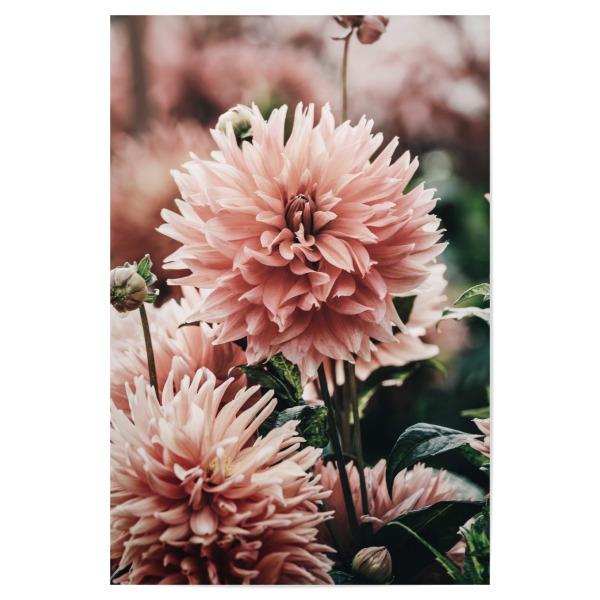 Poster "Beautiful Flowers Photography" artboxONE - Floral - Floral,Flower,Flowers