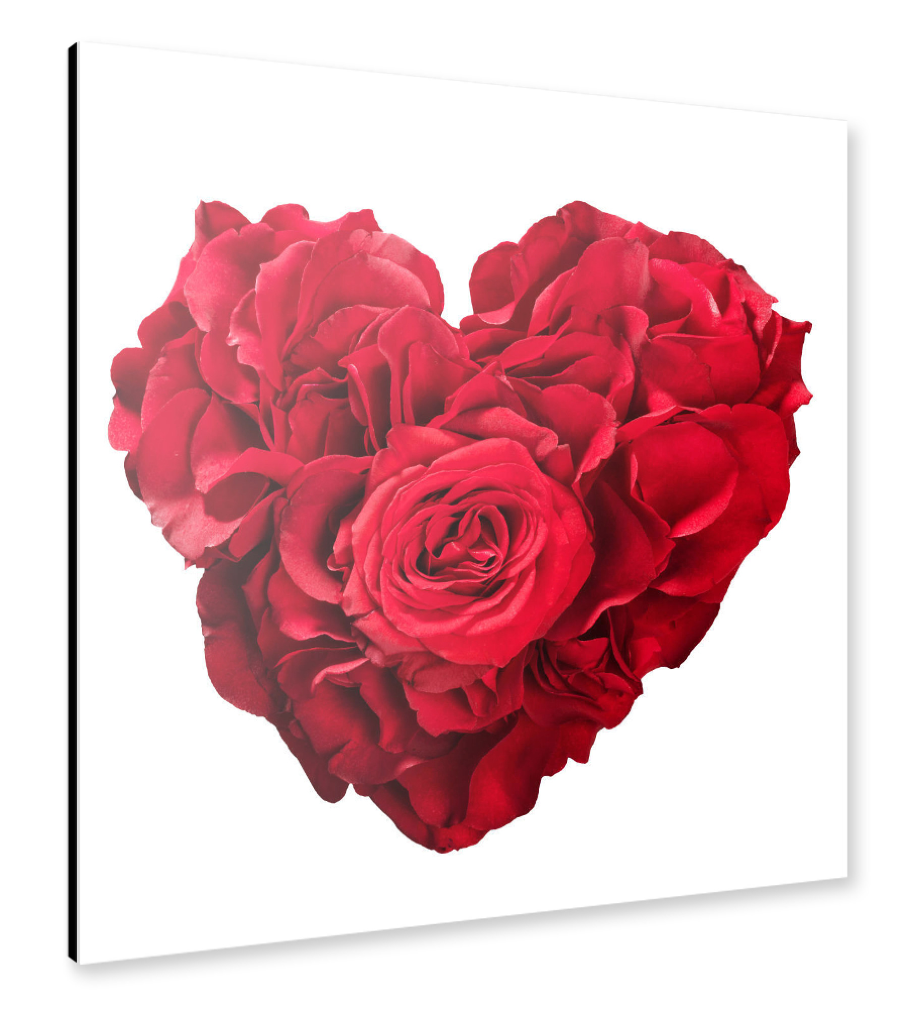Alu-Dibond "Roses in heart shape on white" 30x30 cm artboxONE