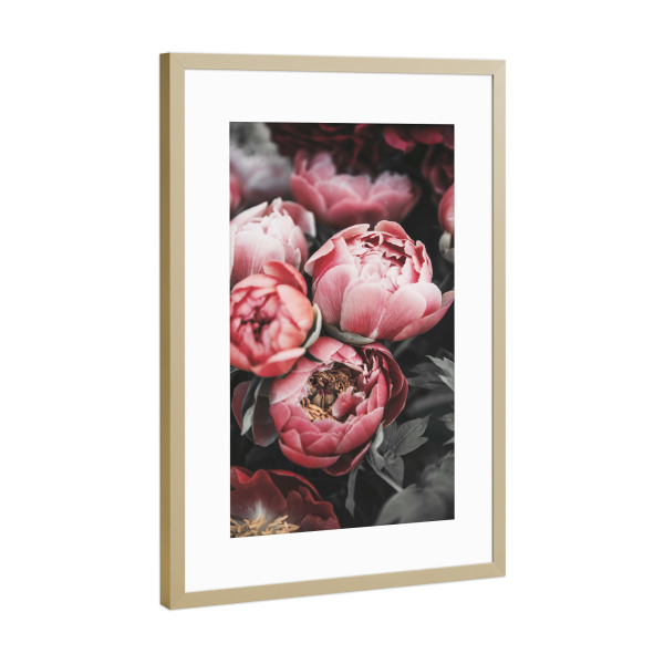Poster mit Rahmen Gold "Old Rose Floral Photography" artboxONE - Natur,Floral,Liebe - Floral,Petal,Flower,Flowers,Bloom,Blossom