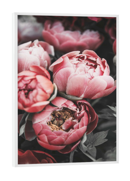 Poster mit weißem Rahmen "Old Rose Floral Photography" artboxONE - Natur,Floral,Liebe - Floral,Petal,Flower,Flowers,Bloom,Blossom