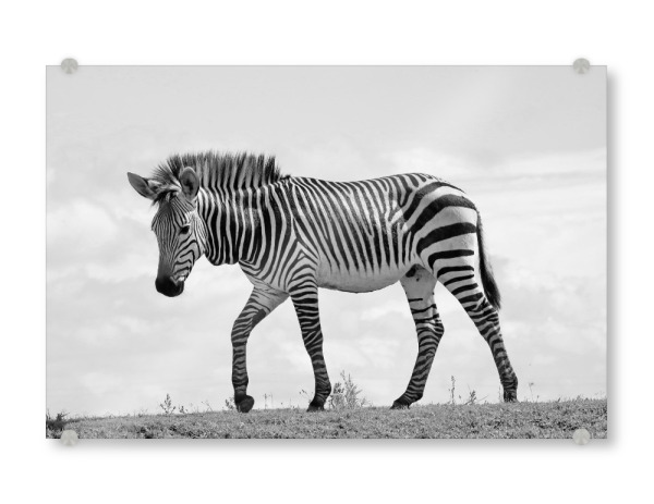 Acrylglasbild "Junges Bergzebra Männchen" artboxONE - Natur,Tiere,Schwarzweiß,Reise / Afrika - Zebra,Bergzebra,Streifen,Afrika