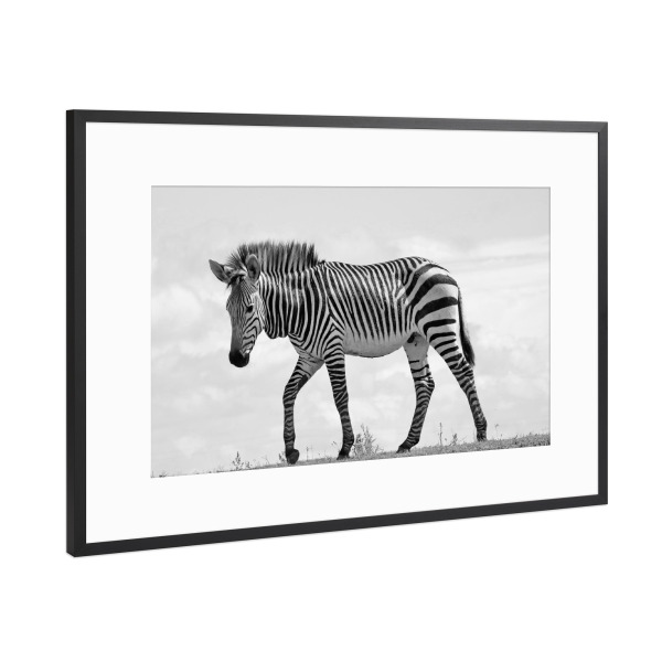 Poster mit Rahmen Schwarz (Metallic) "Junges Bergzebra Männchen" artboxONE - Natur,Tiere,Schwarzweiß,Reise / Afrika - Zebra,Bergzebra,Streifen,Afrika