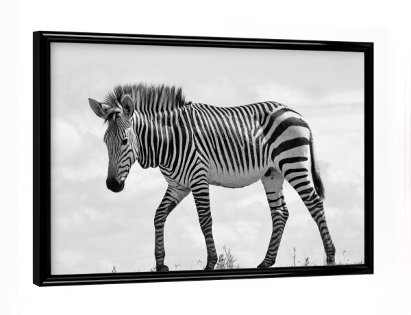 Poster mit schwarzem Rahmen "Junges Bergzebra Männchen" artboxONE - Natur,Tiere,Schwarzweiß,Reise / Afrika - Zebra,Bergzebra,Streifen,Afrika