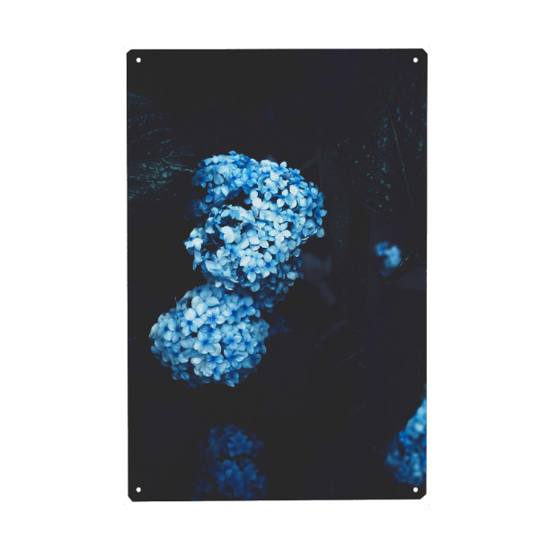Metall Poster "Blaues Träumchen" artboxONE - Floral - Blumen,Frühling,Blumenwiese,Hortensie,Blüten,Floral,Bouquet - Blechschild