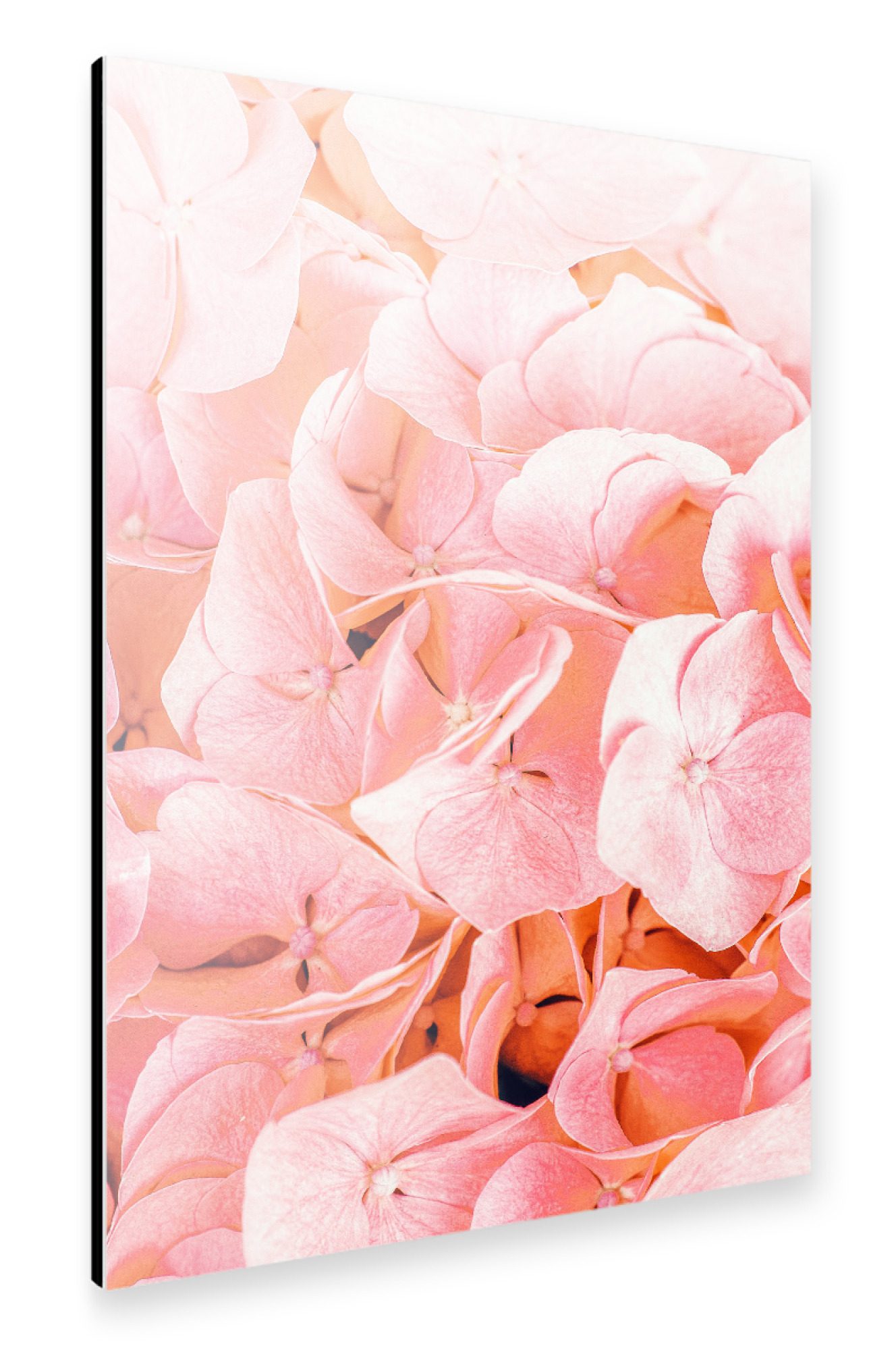Alu-Dibond "Blushing-II" 30x20 cm artboxONE