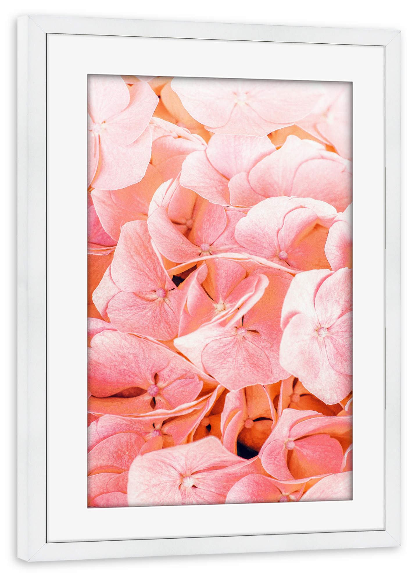 Poster mit Rahmen weiß "Blushing-II" artboxONE - Natur,Floral