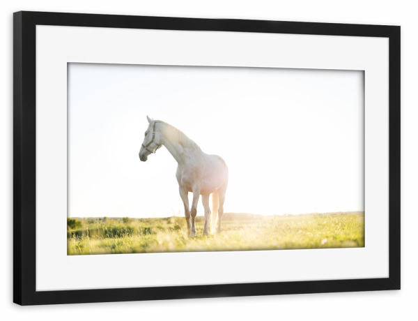 Poster mit Rahmen schwarz "White horse standing on grass" artboxONE - Tiere