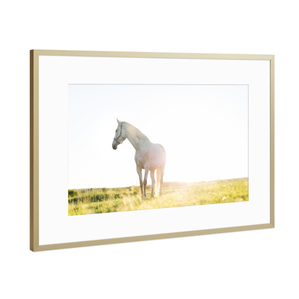 Poster mit Rahmen Gold "White horse standing on grass" artboxONE - Tiere