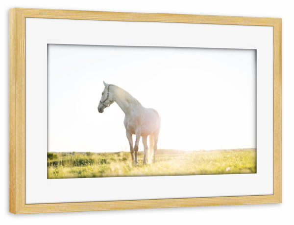 Poster mit Rahmen kiefer "White horse standing on grass" artboxONE - Tiere