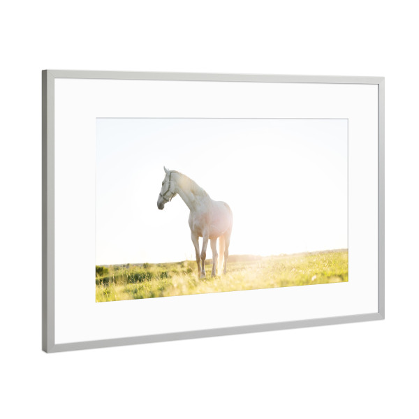 Poster mit Rahmen Silber "White horse standing on grass" artboxONE - Tiere