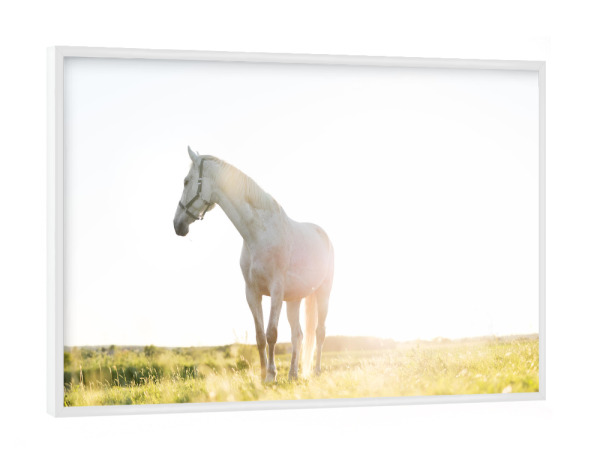 Poster mit weißem Rahmen "White horse standing on grass" artboxONE - Tiere