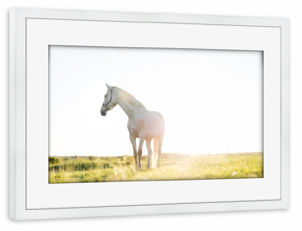 Poster mit Rahmen weiß "White horse standing on grass" artboxONE - Tiere