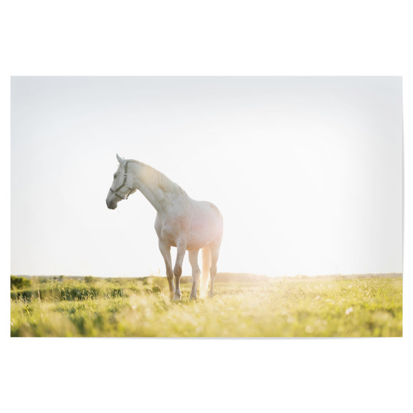 Poster "White horse standing on grass" artboxONE - Tiere