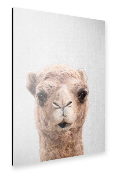 Alu-Dibond "Camel - Colorful" 30x20 cm artboxONE