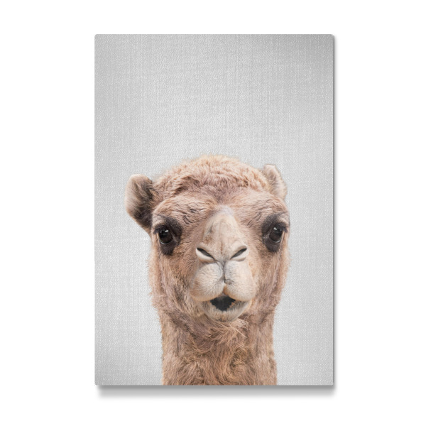 Galerie-Print "Camel - Colorful" 30x20 cm artboxONE
