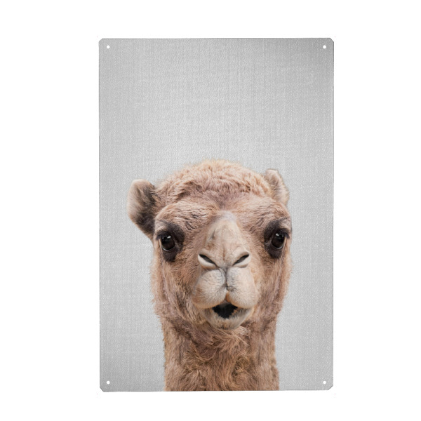 Metall Poster "Camel - Colorful" artboxONE - Tiere