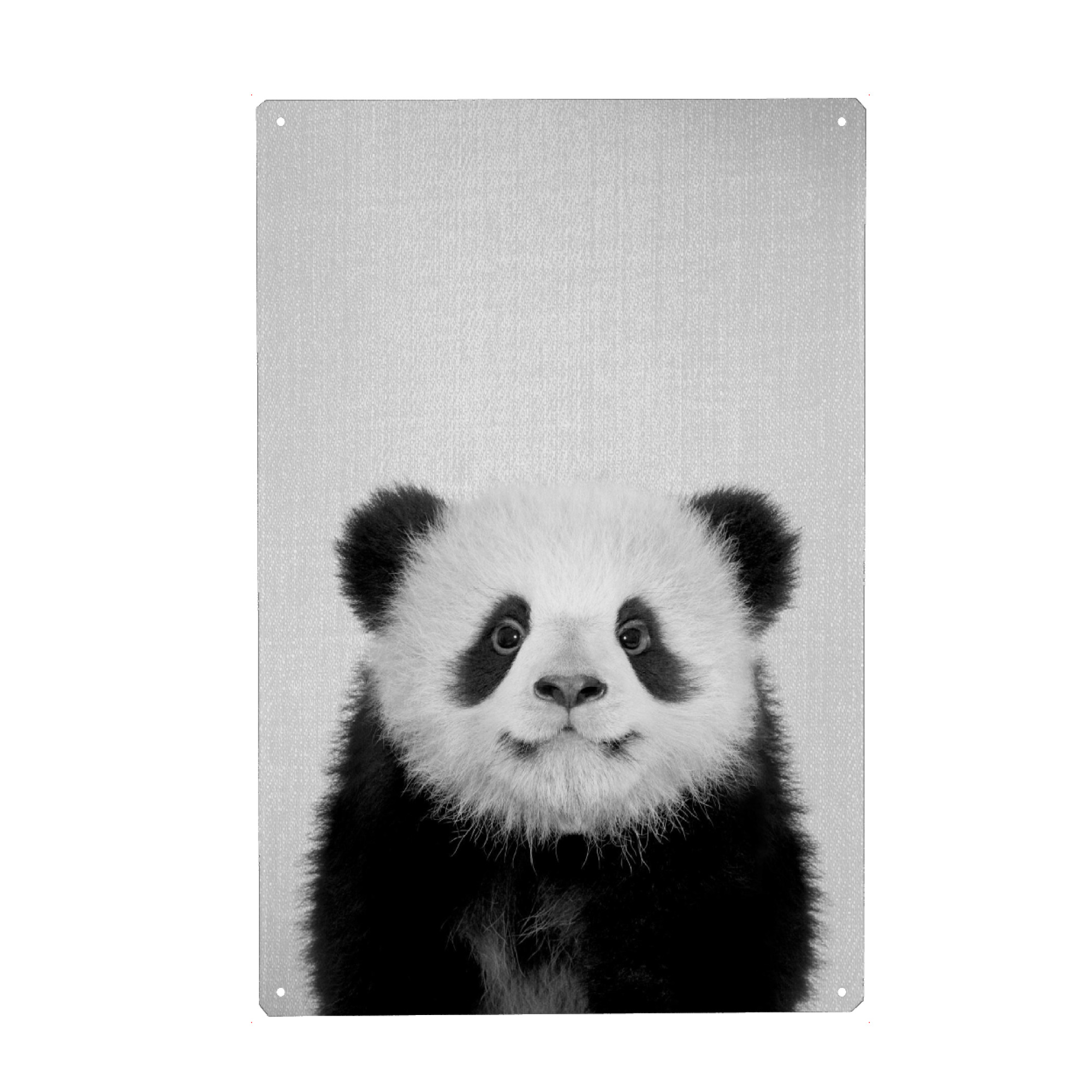 Metall Poster "Baby Panda Bear - Black & White" artboxONE - Tiere,Schwarzweiß