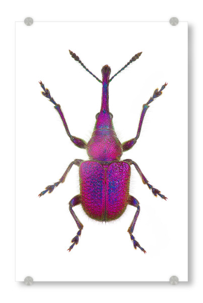 Acrylglasbild "Rhynchites bacchus" artboxONE - Tiere - Käfer,Insekt,Natur,Entomologie,Artenschutz,Wildlifeartprint,Makro,Makrofotografie