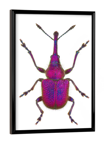Poster mit schwarzem Rahmen "Rhynchites bacchus" artboxONE - Tiere