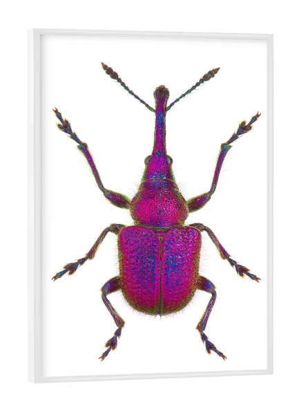 Poster mit weißem Rahmen "Rhynchites bacchus" artboxONE - Tiere - Käfer,Insekt,Natur,Entomologie,Artenschutz,Wildlifeartprint,Makro,Makrofotografie