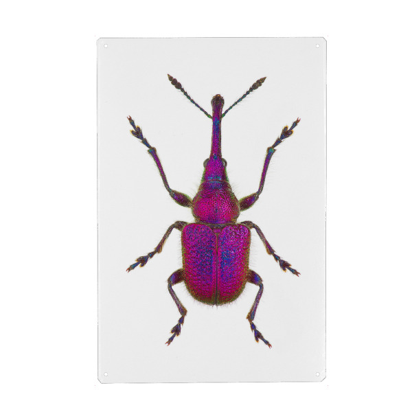 Metall Poster "Rhynchites bacchus" artboxONE - Tiere - Käfer,Insekt,Natur,Entomologie,Artenschutz,Wildlifeartprint,Makro,Makrofotografie