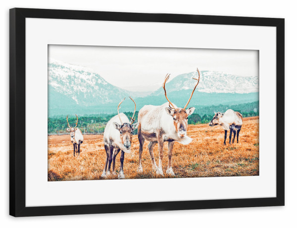 Poster mit Rahmen schwarz "Curious Winter" artboxONE - Natur,Tiere