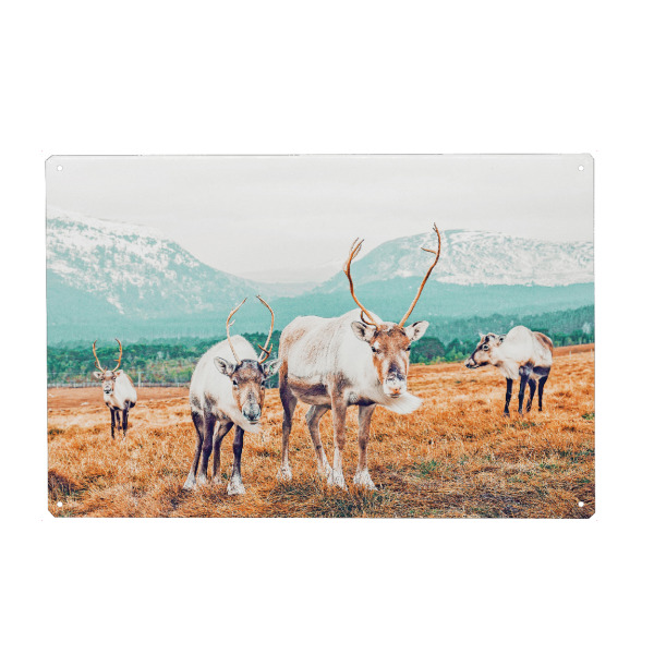 Holzbild "Curious Winter" artboxONE - Natur,Tiere