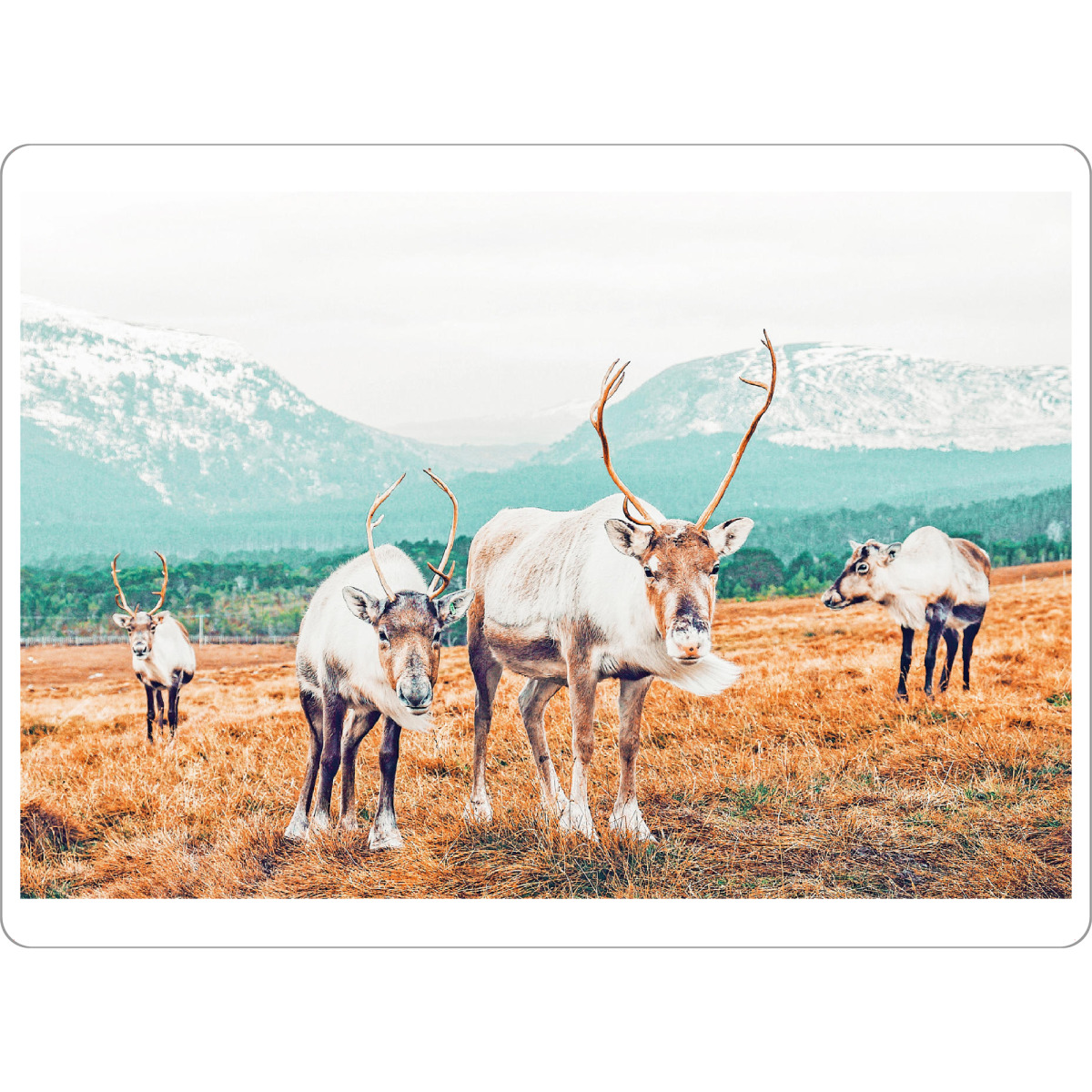 Tischset "Curious Winter" artboxONE - Natur,Tiere