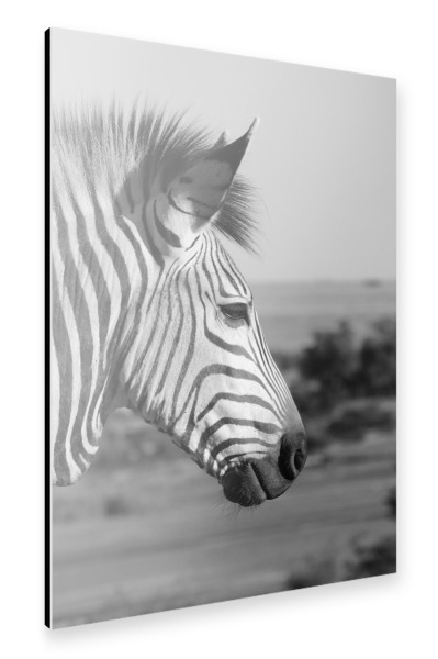 Alu-Dibond "Zebra Kopf Portrait seitlich" 30x20 cm artboxONE